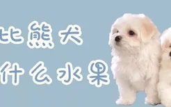 比熊犬吃什么水果