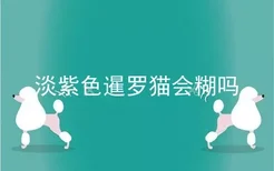 淡紫色暹罗猫会糊吗