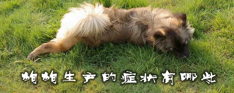 狗狗生产的症状有哪些