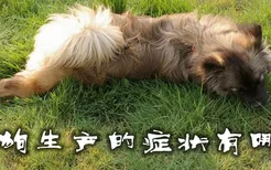 狗狗生产的症状有哪些