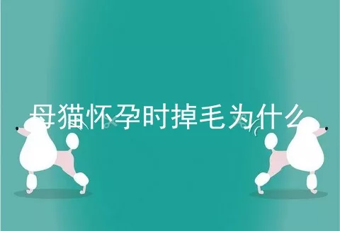 母猫怀孕时掉毛为什么