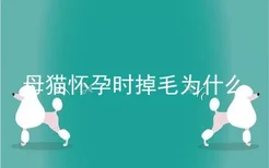 母猫怀孕时掉毛为什么