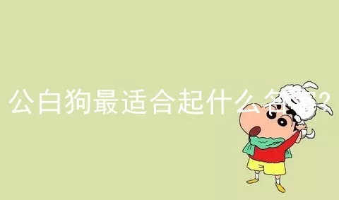 公白狗最适合起什么名字?