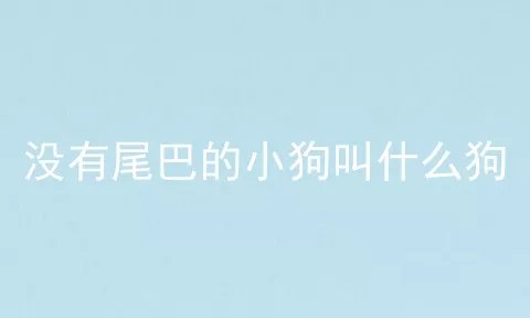 没有尾巴的小狗叫什么狗