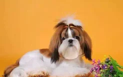 长毛的狗狗有哪些品种