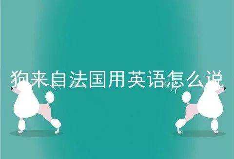 狗来自法国用英语怎么说