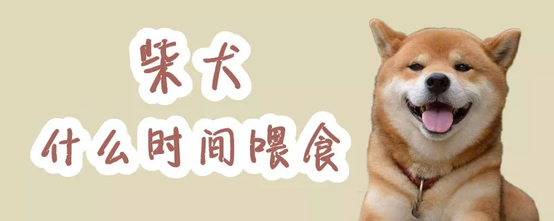 柴犬什么时间喂食