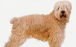 狗狗为什么要喝羊奶粉 专用狗奶粉的优势有哪些