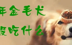 成年金毛犬一般吃什么