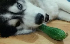 狗吃黄瓜的好处和坏处 让狗狗吃黄瓜好不好