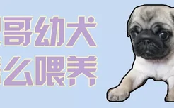 巴哥幼犬怎么喂养