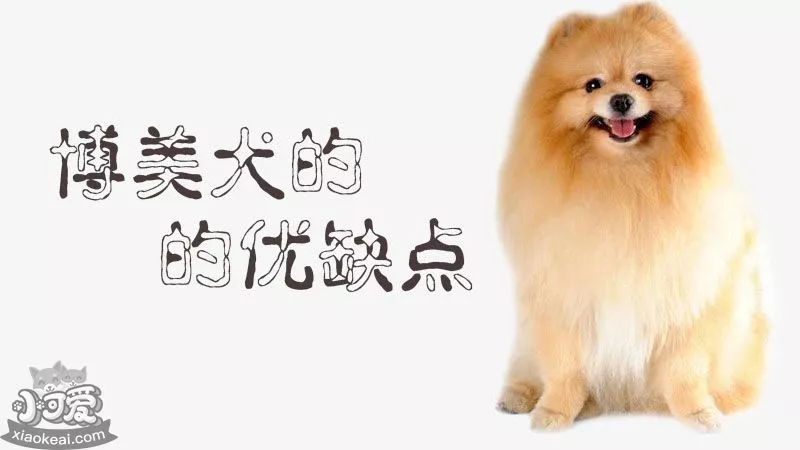 博美犬的优缺点_小可爱宠物网