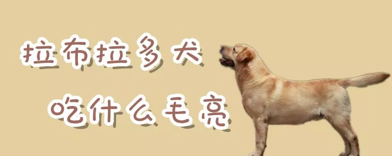 拉布拉多犬吃什么毛亮