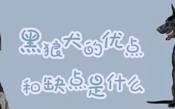 黑狼犬的优点和缺点是什么