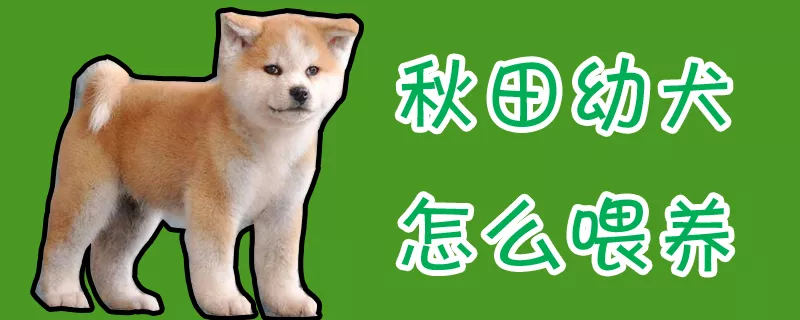 秋田幼犬怎么喂养