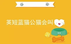 英短蓝猫公猫会叫春吗