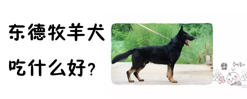 东德牧羊犬吃什么好