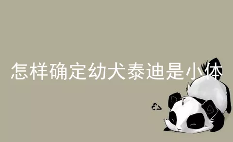 怎样确定幼犬泰迪是小体