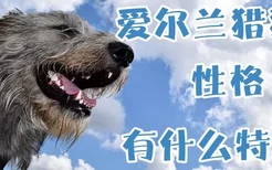 爱尔兰猎狼犬性格有什么特点