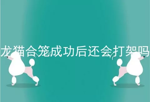 龙猫合笼成功后还会打架吗