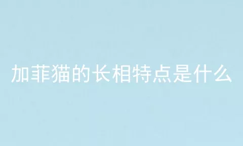 加菲猫的长相特点是什么