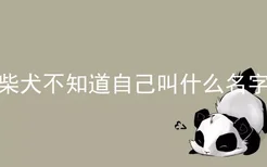 柴犬不知道自己叫什么名字