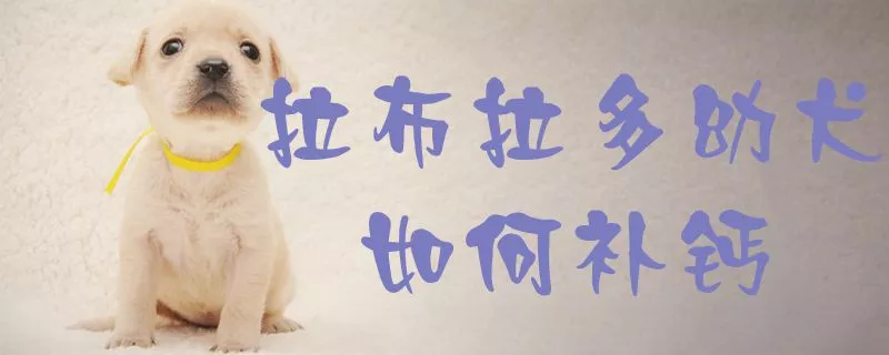 拉布拉多幼犬如何补钙1