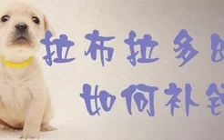 拉布拉多幼犬如何补钙