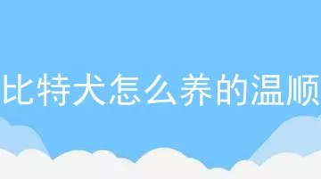 比特犬怎么养的温顺