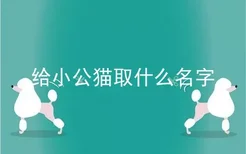 给小公猫取什么名字