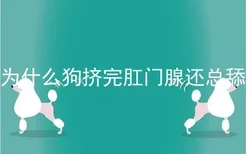 为什么狗挤完肛门腺还总舔