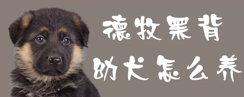 德牧黑背幼犬怎么养1