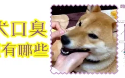 柴犬口臭原因有哪些