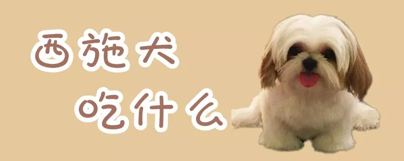 西施犬吃什么