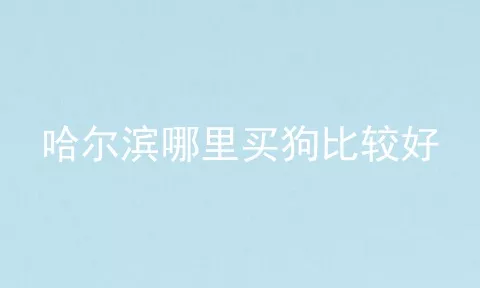 哈尔滨哪里买狗比较好