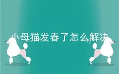 小母猫发春了怎么解决