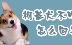 柯基犬不听话怎么回事