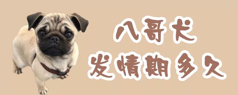 八哥犬发情期多久