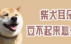 柴犬耳朵立不起来怎么办