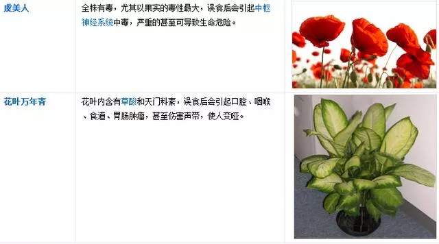 盘点常见的二十大有毒的盆栽花卉（盘点常见的二十大有毒的盆栽花卉）(7)