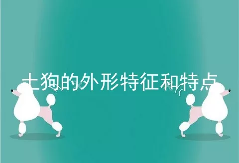 土狗的外形特征和特点