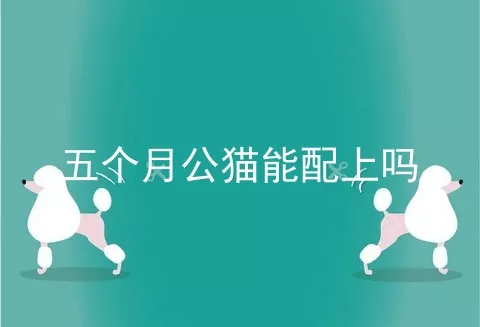 五个月公猫能配上吗