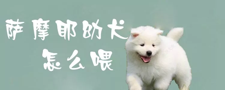 萨摩耶幼犬怎么喂1