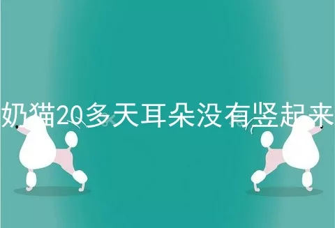 奶猫20多天耳朵没有竖起来