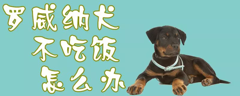 罗威纳犬不吃饭怎么办1