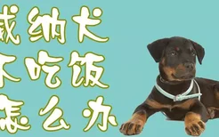 罗威纳犬不吃饭怎么办