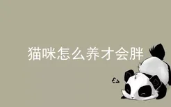 猫咪怎么养才会胖