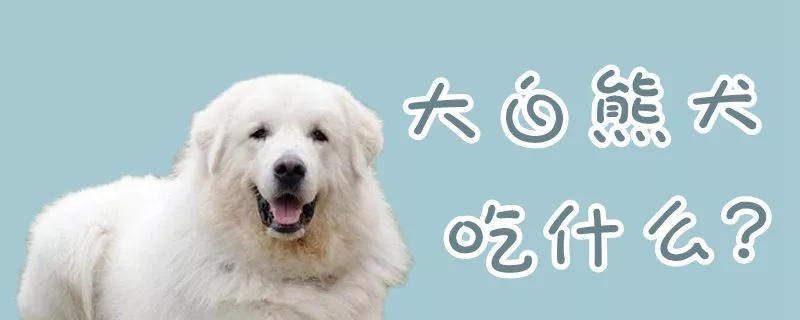 大白熊犬吃什么