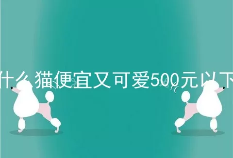 什么猫便宜又可爱500元以下