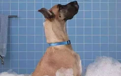 狗狗洗澡水温多少合适 洗澡水温也有讲究哦